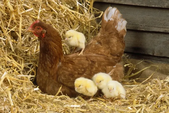 Framed Print : Chicken - with chicks Framed Print : Chicken - with chicks