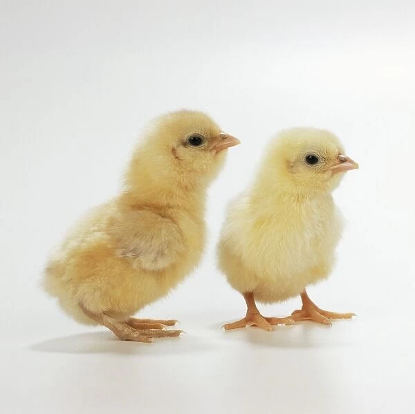 Chicken Two Chicks