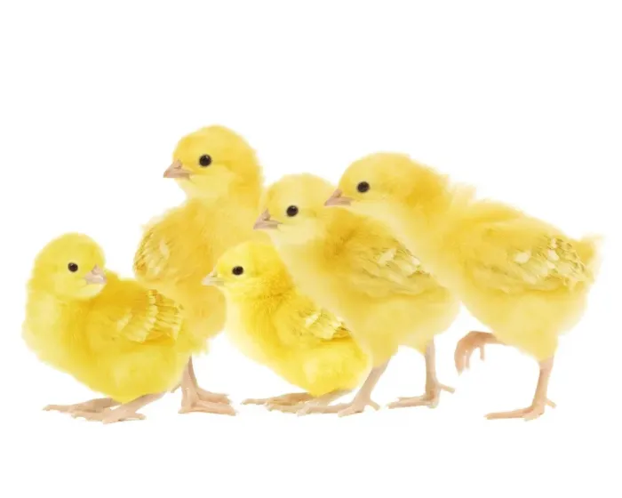 Framed Print : Chicken - chicks in studio Framed Print : Chicken - chicks in studio