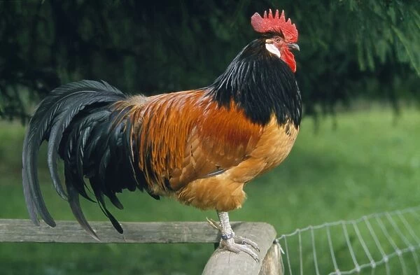 Chicken - cock sitting on fence