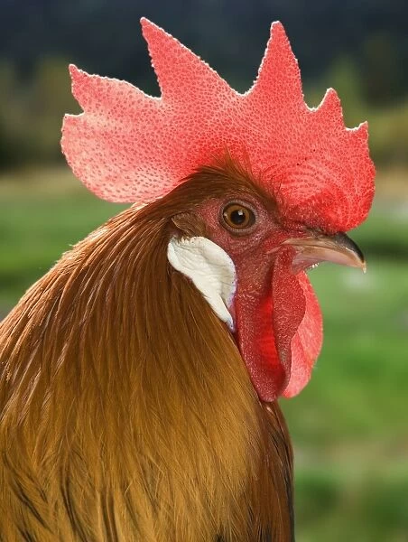 Chicken - Cockerel