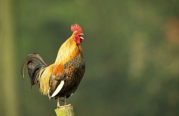 Chicken - Cockerel crowing