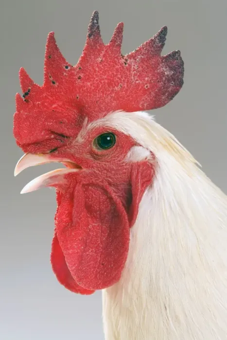 Framed Print : Chicken - Cockerel - white hybrid in studio Framed Print : Chicken - Cockerel - white hybrid in studio