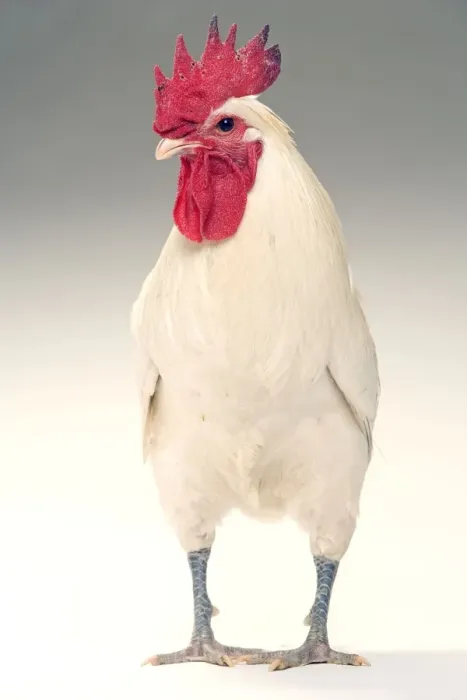 Framed Print : Chicken - Cockerel - white hybrid in studio