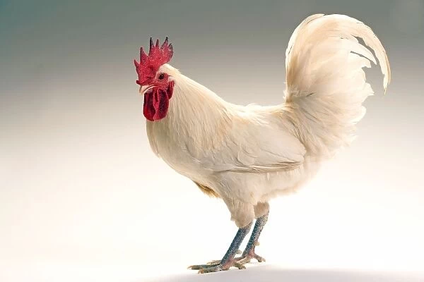 Chicken - Cockerel - white hybrid in studio