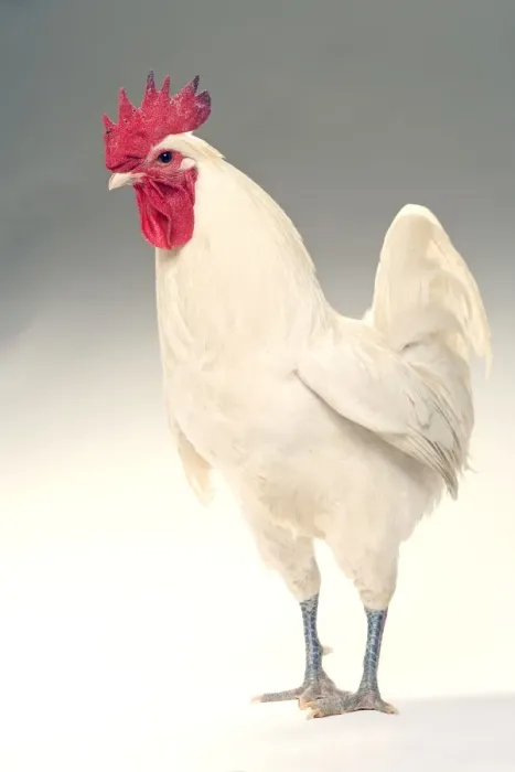 Framed Print : Chicken - Cockerel - white hybrid in studio Framed Print : Chicken - Cockerel - white hybrid in studio