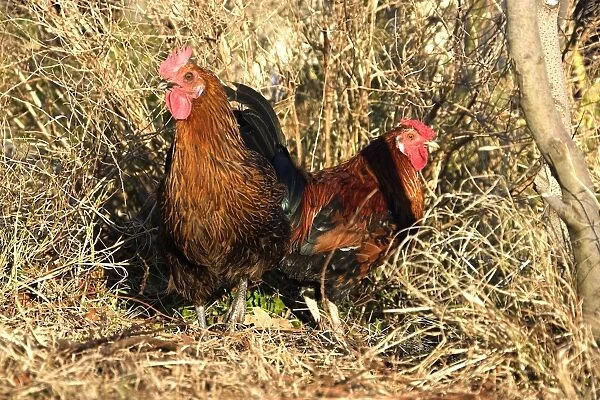 Chicken - two cockerels