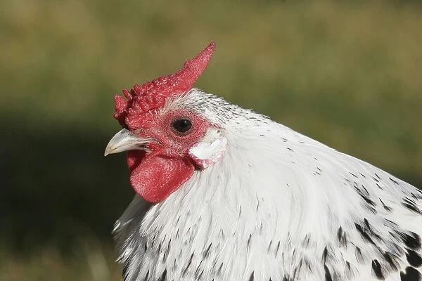 Chicken - Dwarf Cock of Hamburg