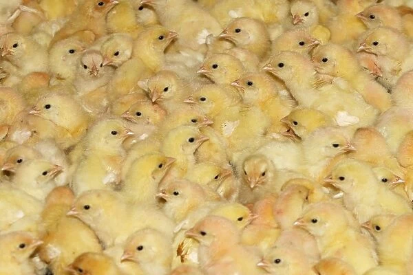 Chicken Farm - mass of battery chicks being raised