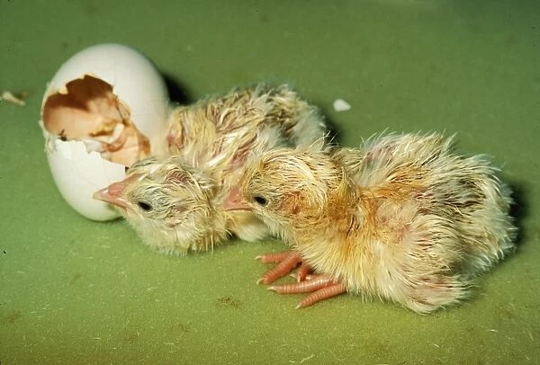 Chicken - Hatching. PM-5565 Chicken - Hatching Pat Morris Please note that