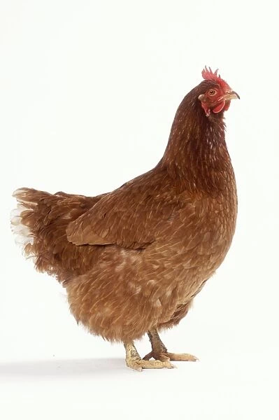 Chicken - Hen. JD-16810 CHICKEN - Hen studio shot Sequence
