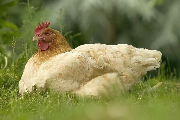 Chicken - hen brooding