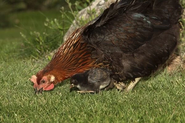 Chicken - Hen with chick in garden - Provence - France
