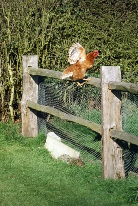 Framed Print : Chicken - hen jumping fence Framed Print : Chicken - hen jumping fence