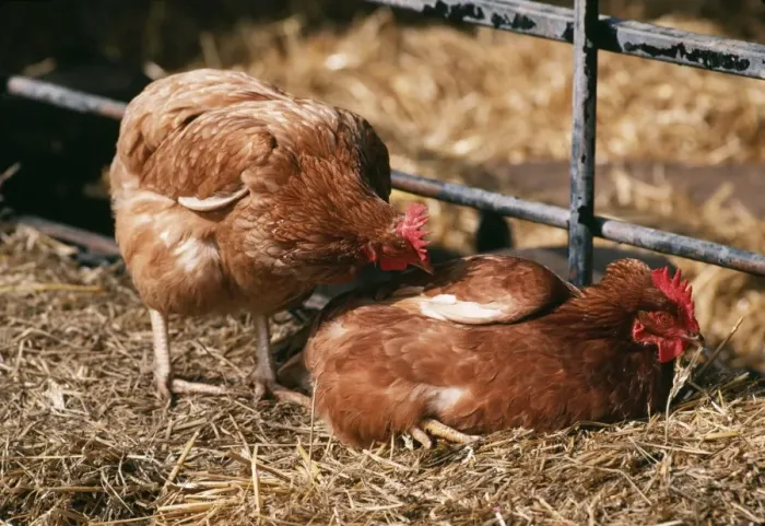 Framed Print : Chicken Hen pecking another Framed Print : Chicken Hen pecking another