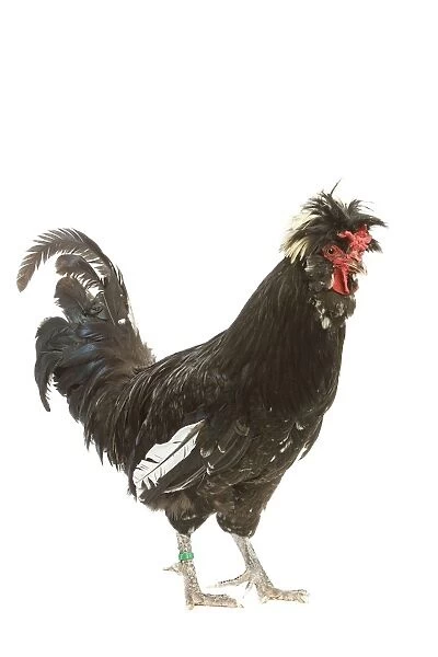 Chicken - Houdan breed