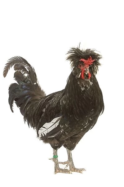 Chicken - Houdan breed - in studio