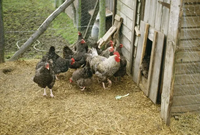 Framed Print : Chicken JD 1461 Marans Fowl © John Daniels / ardea. com Framed Print : Chicken JD 1461 Marans Fowl © John Daniels / ardea. com