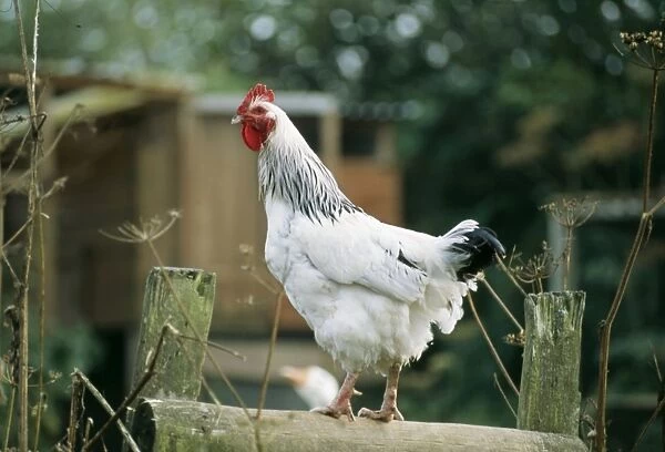 Chicken JD 15781 Light Sussex fowl © John Daniels  /  ARDEA LONDON