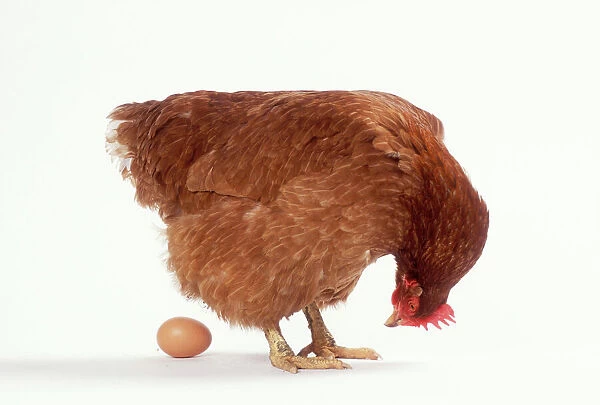 CHICKEN - looking at an egg