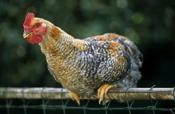 Chicken - Malines cuckoo on fence