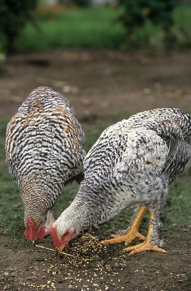 Chicken - two Malines cuckoo in grass