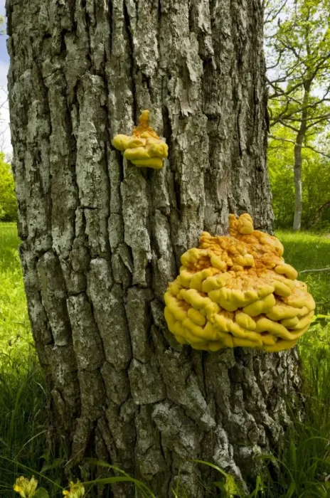 Framed Print : Chicken-of-the-woods  /  Sulphur Polypore, on Oak tree