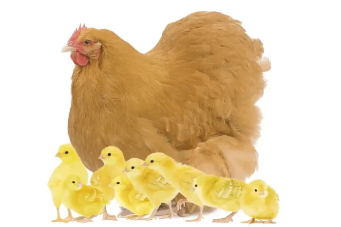 Framed Print : Chicken - Orpington Fawn in studio with chicks Framed Print : Chicken - Orpington Fawn in studio with chicks