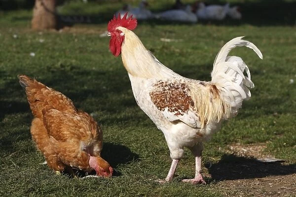 Chicken - rooster & female