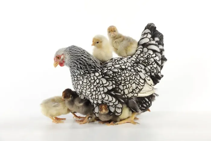 Framed Print : CHICKEN. Silver laced wyandotte with chicks Framed Print : CHICKEN. Silver laced wyandotte with chicks