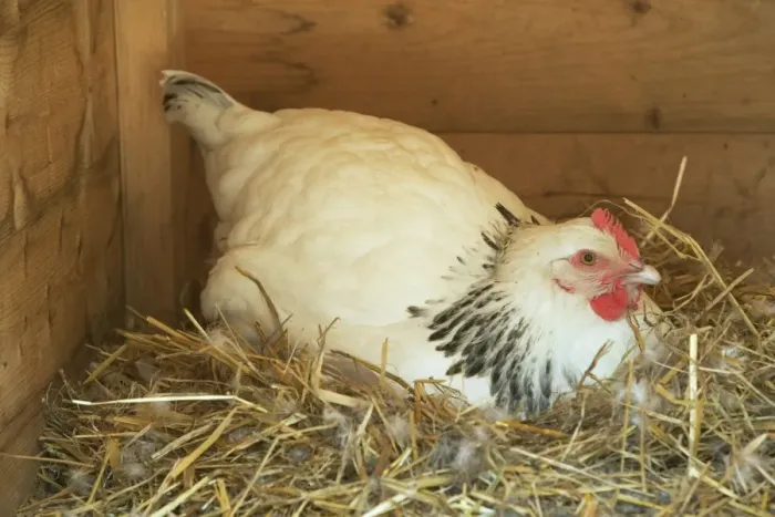 Framed Print : Chicken - sitting on nest Framed Print : Chicken - sitting on nest