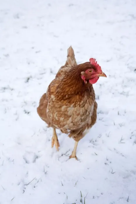 Framed Print : Chicken - in snow - Cornwall - UK Framed Print : Chicken - in snow - Cornwall - UK