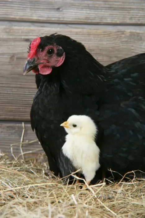 Framed Print : Chicken - wih chick Framed Print : Chicken - wih chick