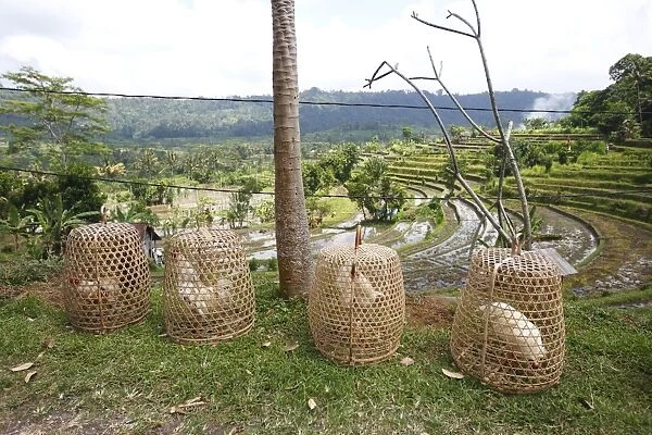 Chickens - Cockerels in a bamboo cages - Bali - Indonesia