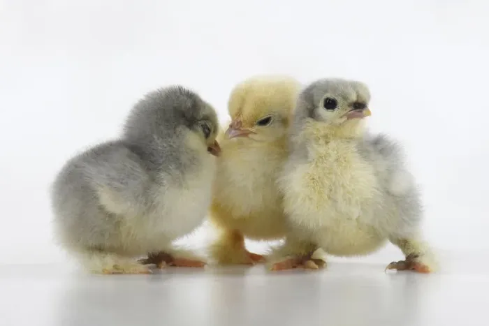 Framed Print : Chicks Framed Print : Chicks