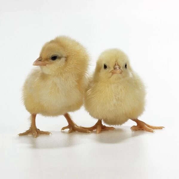 Chicks - two