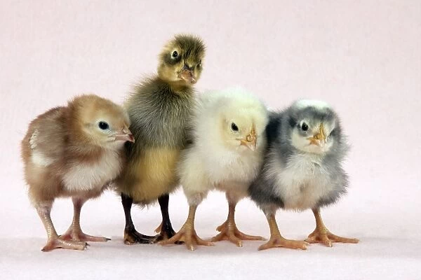 Chicks standing with duckling