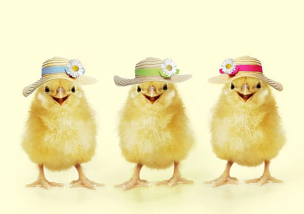 Three Chicks wearing Easter bonnets