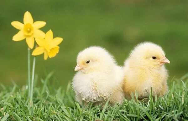 Chicks - x2 with daffodils