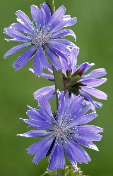Chicory. ME-1768. Chicory. Cichorium intybus