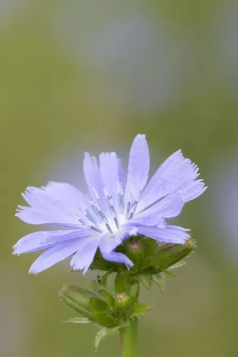Framed Print : Chicory Flower - Cornwall - UK Framed Print : Chicory Flower - Cornwall - UK