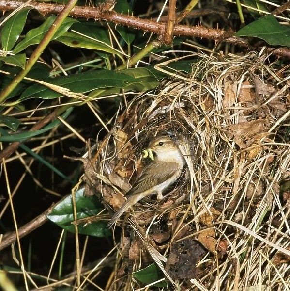 Chiffchaff - with food in beak at nest entrace
