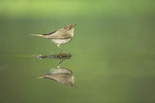 Chiffchaff - at forest pool