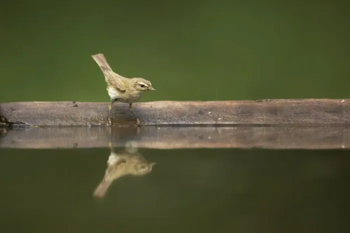 Framed Print : Chiffchaff - At forest pool Phylloscopus collybita Hungary BI015846 Framed Print : Chiffchaff - At forest pool Phylloscopus collybita Hungary BI015846