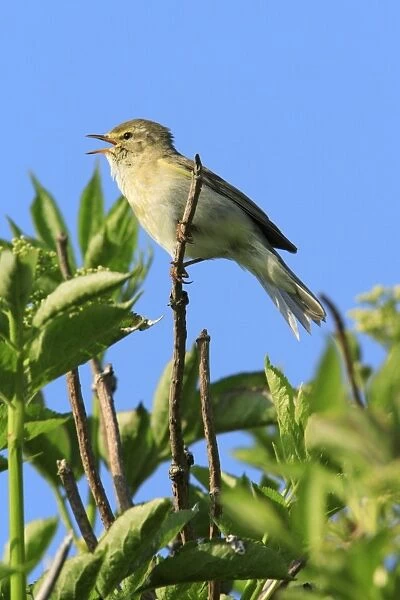 Chiffchaff - male, singing from bush, Texel, Holland