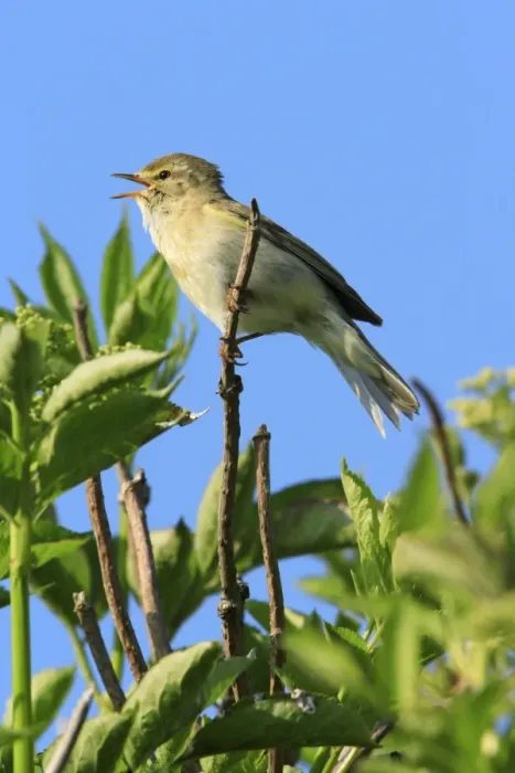 Framed Print : Chiffchaff - male, singing from bush, Texel, Holland Framed Print : Chiffchaff - male, singing from bush, Texel, Holland