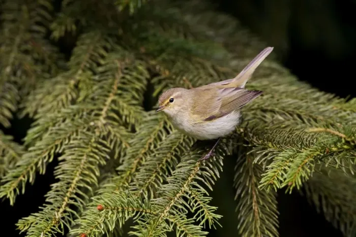 Framed Print : Chiffchaff - Perched on tree -Norfolk UK Framed Print : Chiffchaff - Perched on tree -Norfolk UK