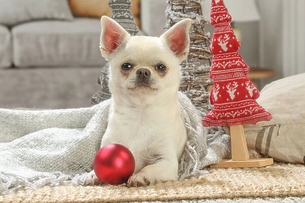 Chihuahua dog indoors at Christmas Date