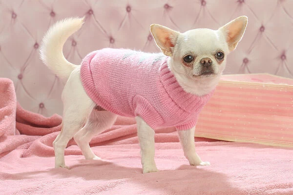 Chihuahua dog indoors wearing a jumper Date