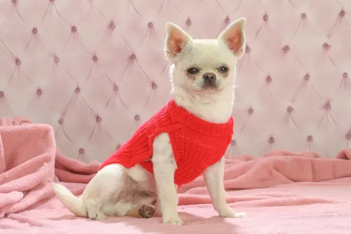 Framed Print : Chihuahua dog indoors wearing a jumper Date Framed Print : Chihuahua dog indoors wearing a jumper Date